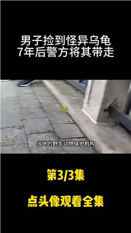 北京男子捡到怪异乌龟，养了七年发觉不对劲，报警后立即将其带走。龟养龟日常 (3)
