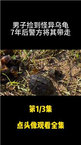 北京男子捡到怪异乌龟，养了七年发觉不对劲，报警后立即将其带走。龟养龟日常 (1)