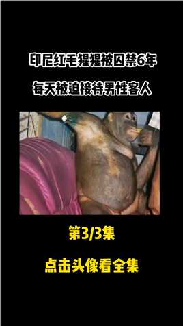 印尼红毛猩猩被囚禁6年，每天被迫接客，浑身溃烂也不能停#印度#动物救助#红毛猩猩#保护动物#动物 (3)