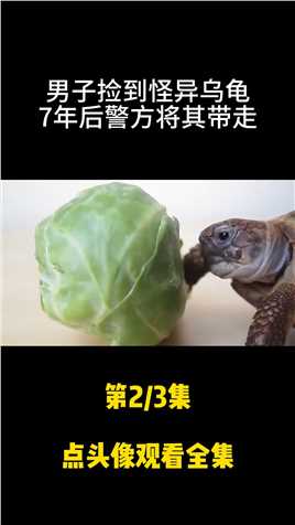北京男子捡到怪异乌龟，养了七年发觉不对劲，报警后立即将其带走。龟养龟日常 (2)