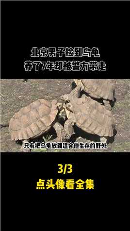 北京男子捡到乌龟，养7年才发现有问题，警方得知后立马将其带走#乌龟#真实事件#科普一下 (3)