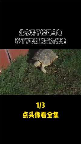 北京男子捡到乌龟，养7年才发现有问题，警方得知后立马将其带走#乌龟#真实事件#科普一下 (1)