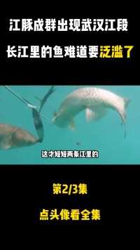 江豚成群出现武汉江段！十年禁渔，长江里的鱼难道会泛滥吗？#江豚#长江#鱼类 (2)
