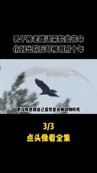 黑龙江男子被老鹰追杀险些丧命，出院后却被判刑十年，怎么回事？#野生动物#保护动物#老鹰 (3)