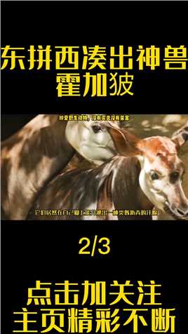 霍加狓，究竟是生产队的驴除了轨，还是斑马劈了腿。#霍加狓#动物#自然#涨知识#驴#斑马 (2)