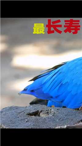 自然界最长寿的鸟类，蓝黄金刚鹦鹉，养好了能送你走。#鸟类#蓝黄金刚鹦鹉#自然界#动物#涨知识 (1)