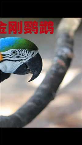自然界最长寿的鸟类，蓝黄金刚鹦鹉，养好了能送你走。#鸟类#蓝黄金刚鹦鹉#自然界#动物#涨知识 (3)
