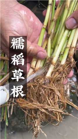 农村常见的糯稻草根，农村部分人喜欢挖它煮茶