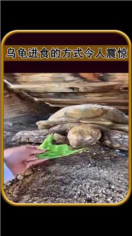 乌龟的进食方式令人震惊