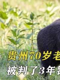 贵州70岁老汉电死大野猪，被判了3年罚款5万，当庭下跪求死#野猪#野生动物#保护动物 (1)