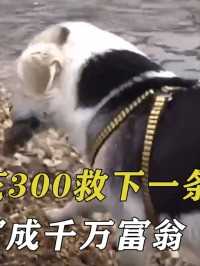 山东男子花300救下一条狗，狗狗误打误撞，让主人暴富成千万富翁#狗狗#宠物救助#动物 (2)