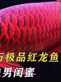 天津男子养25万极品红龙鱼，却被妻子送男闺蜜，美其名曰为他好#红龙#龙鱼#鱼友#观赏鱼 (2)