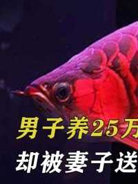 天津男子养25万极品红龙鱼，却被妻子送男闺蜜，美其名曰为他好#红龙#龙鱼#鱼友#观赏鱼 (1)