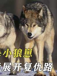 日本鬼子丧心病狂，为取乐虐杀小狼崽，狼王得知后展开复仇路#狼#动物#野生动物#保护动物 (2)
