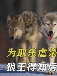 日本鬼子丧心病狂，为取乐虐杀小狼崽，狼王得知后展开复仇路#狼#动物#野生动物#保护动物 (1)