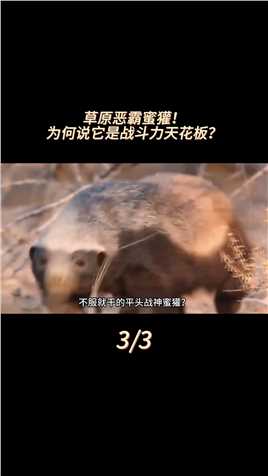 草原平头战神蜜獾，被称为战斗天花板！它是什么生物？#动物科普#知识分享#野生动物#蜜獾#平头哥 (3)