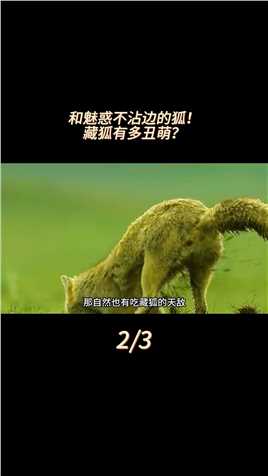 行走的表情包！从未出现在神话里的藏狐，究竟有多丑萌？#动物科普#知识分享#藏狐#鼠兔#藏獒 (2)
