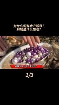河蚌为什么会产生珍珠？里面的珍珠究竟是怎么来的？##知识分享#河蚌#珍珠#珍珠蚌 (1)