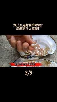 河蚌为什么会产生珍珠？里面的珍珠究竟是怎么来的？##知识分享#河蚌#珍珠#珍珠蚌 (3)