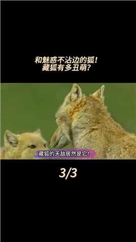 行走的表情包！从未出现在神话里的藏狐，究竟有多丑萌？#动物科普#知识分享#藏狐#鼠兔#藏獒 (3)