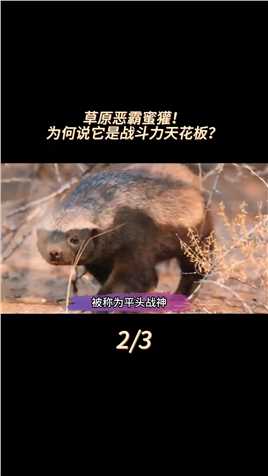 草原平头战神蜜獾，被称为战斗天花板！它是什么生物？#动物科普#知识分享#野生动物#蜜獾#平头哥 (2)
