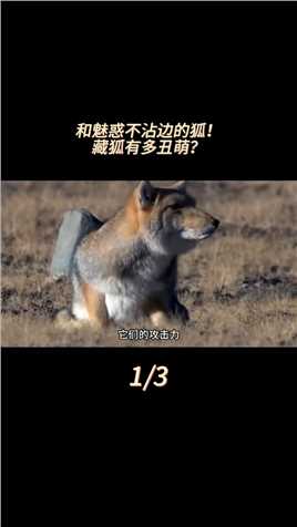 行走的表情包！从未出现在神话里的藏狐，究竟有多丑萌？#动物科普#知识分享#藏狐#鼠兔#藏獒 (1)