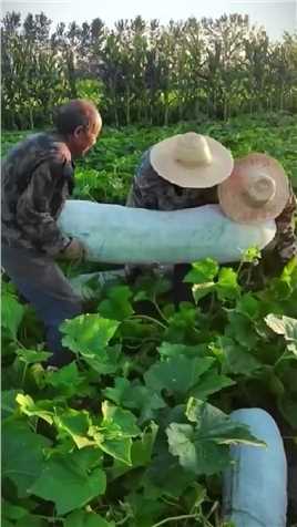 一百多斤的大冬瓜，你见过吗？ 