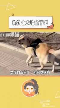 狗狗也太治愈了吧