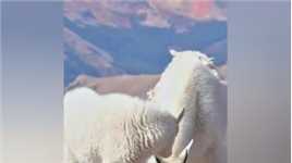 搞笑 #爆笑动物#羊