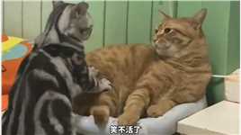 宠物解说：这些会按摩的猫咪，你觉得哪只最搞笑？