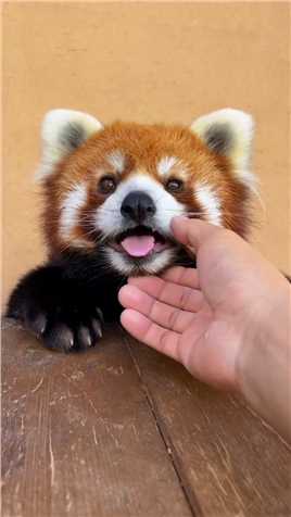 没有关系 它不会咬人的，快来摸啊！#萌到爆炸了 #动物  #神评即是标题 #百万视友赐神评 