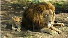 这个时候爷俩都保持了沉默！ #动物搞笑配音 #神奇的动物  #神评即是标题 #百万视友赐神评 