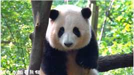 您的花花欺负小奶爸啦#大熊猫和花 #国宝熊猫   #神评即是标题 #百万视友赐神评 