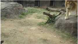 小心眼的狮铁柱！ #动物搞笑配音  #神评即是标题 #百万视友赐神评 