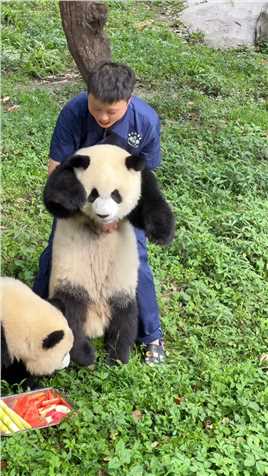 奶妈抱起感觉好大一只，一放下又小了#大熊猫渝爱   #神评即是标题 #百万视友赐神评 