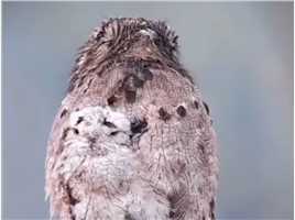 想改变现状的它 #动物搞笑配音  #神评即是标题 #百万视友赐神评 