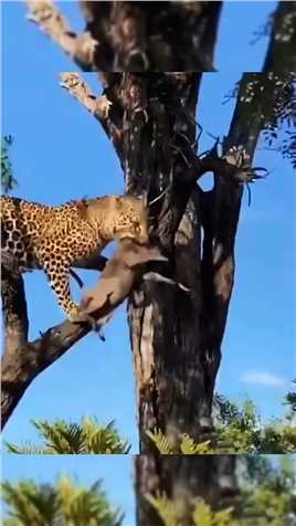 #野生动物零距离 #花豹  #神评即是标题 #百万视友赐神评 