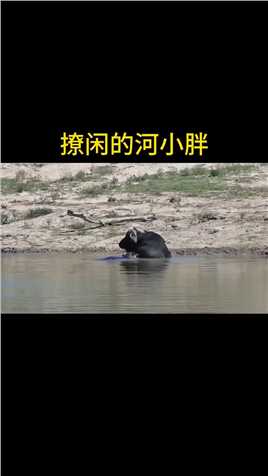 喜欢惹事的河小胖！#动物搞笑配音 #动物解说 #看动物如何逗笑你   #神评即是标题 #百万视友赐神评 