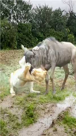  #野生动物零距离 #奇妙的动物 #捕食瞬间  #神评即是标题 #百万视友赐神评 