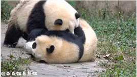 花花叶叶：我们要听麻麻的话，好好吃饭，好好玩耍，好好长大！#大熊猫成功  #神评即是标题 #百万视友赐神评 