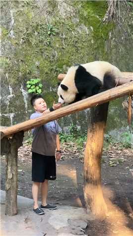 奶妈来收猫啦！结果渝可哈哈哈哈哈#渝可渝爱的奶妈 #大熊猫  #神评即是标题 #百万视友赐神评 