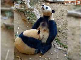  吃奶吃到三岁半，国庆大熊猫是如何戒奶的？ #来这吸熊猫 #神评即是标题 #百万视友赐神评 