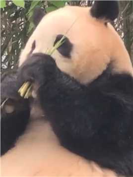 爷爷对福宝说这么珍稀的小笋芽要省着吃，于是福宝很小心的举着，一根一根抽出来吃的很斯文#萌化了   #神评即是标题 #百万视友赐神评 