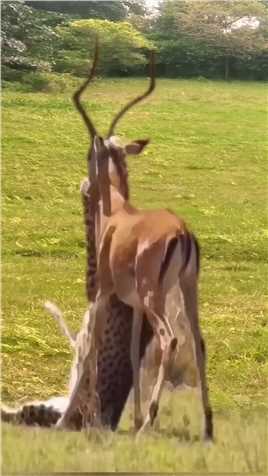 #野生动物零距离 #神奇动物在抖音 #小路哥 #奇妙的动物 #动物的迷惑行为  #神评即是标题 #百万视友赐神评 