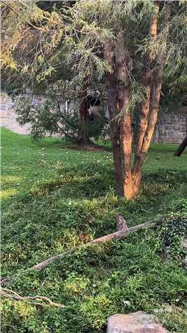 小奇迹好可爱#熊猫小奇迹  #神评即是标题 #百万视友赐神评 