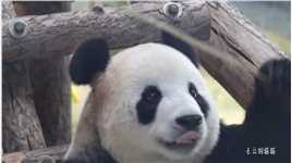 谁家猫猫是仓鼠脸，但从下往上看又是一个倒着的心形脸，系我冯猫猫吖#大熊猫  #神评即是标题 #百万视友赐神评 