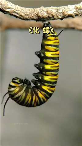 37秒看完毛毛虫变蝴蝶的整过程#化蝶 #毛毛虫   #神评即是标题 #百万视友赐神评 