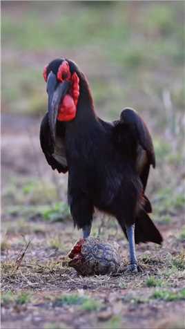 小乌龟呀小乌龟，下辈子看到红脸的绕着走吧。你的龟壳貌似没什么用。#奇妙的动物   #神评即是标题 #百万视友赐神评 