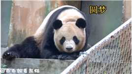 大家心心念念的圆梦小王子来啦！卷毛小王子好可爱呀#大熊猫圆梦  #神评即是标题 #百万视友赐神评 