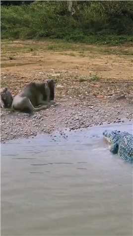 这就是舍身护子吧  #神评即是标题 #百万视友赐神评 